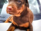 İri Yapılı Doberman Yavrular