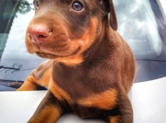 İri Yapılı Doberman Yavrular görsel