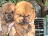 Chow Chow Yavrularımız Mama Malzeme Kampanyalı
