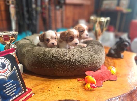 Cavalier Bebeklerimiz Için Acele Edin görsel