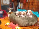 Cavalier Bebeklerimiz Için Acele Edin