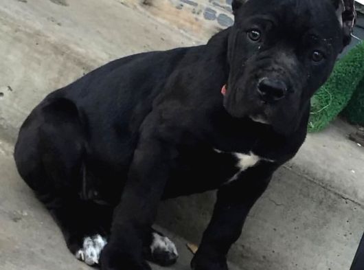 İri̇ Ve Güçlü Xxl Cane Corso görsel