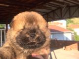 Chow Chow Yavrularımız Mama Malzeme Kampanyalı