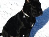 İri̇ Ve Güçlü Xxl Cane Corso