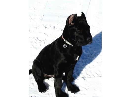 İri̇ Ve Güçlü Xxl Cane Corso görsel