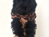 4 aylık dişi toypoodle minyatür Nadir renkte