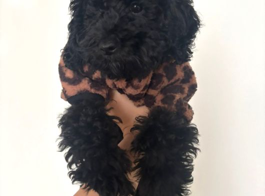 4 Aylık Dişi Toypoodle Minyatür Nadir Renkte