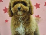 Erkek Maltipoo Yavru