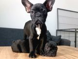 A Kalite French Bulldog Yavrularımız