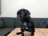 A HAMBURGER FACE BLACK PUG MOPS