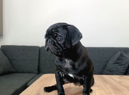 A Hamburger Face Black Pug Mops