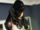 A Hamburger Face Black Pug Mops
