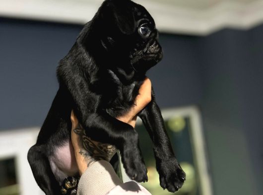 A Hamburger Face Black Pug Mops görsel