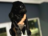 A Hamburger Face Black Pug Mops