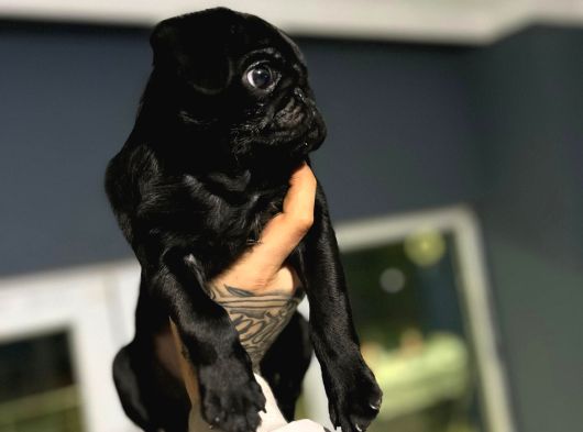 A Hamburger Face Black Pug Mops görsel