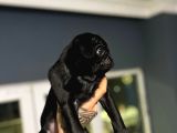 A Hamburger Face Black Pug Mops