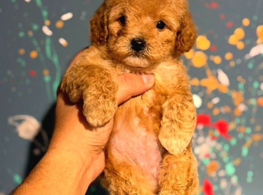 Apricot Toy Poodle Yavrularımız