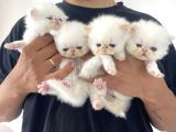 İran persian