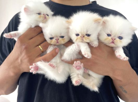 İran Persian