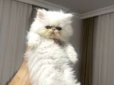 İran Persian