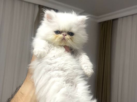 İran Persian görsel