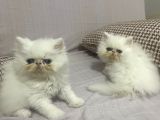 İran Persian