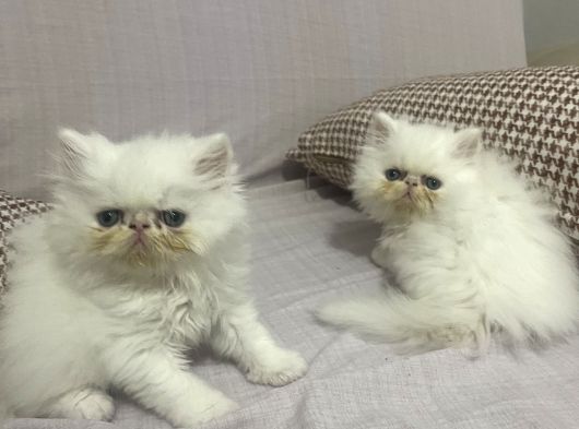 İran Persian görsel