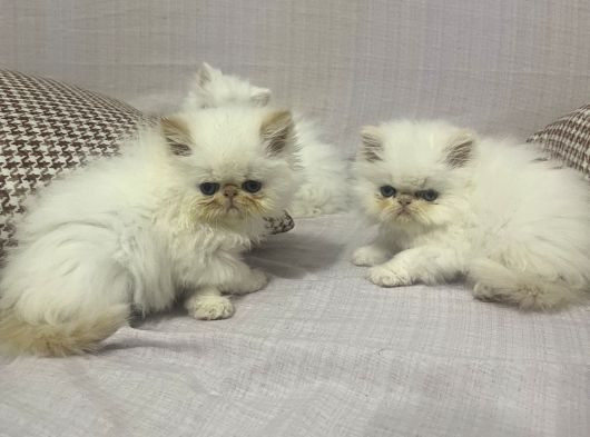 İran Persian görsel