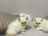 İran Persian
