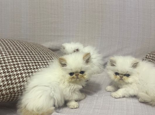 İran Persian görsel