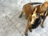 Safkan Belçika Kurdu Malinois