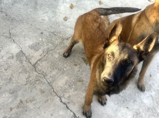 Safkan Belçika Kurdu Malinois görsel