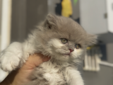 Büyümeyen Kedi Munchkin Kedisi Özel Tür