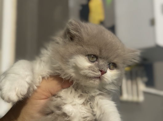 Büyümeyen Kedi Munchkin Kedisi Özel Tür