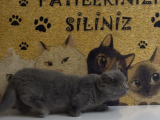 Büyümeyen Kedi Munchkin Kedisi Özel Tür