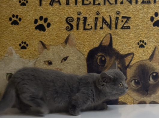 Büyümeyen Kedi Munchkin Kedisi Özel Tür görsel