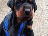 İri Yapılı Doberman Yavrular