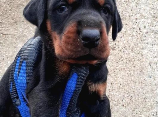 İri Yapılı Doberman Yavrular görsel