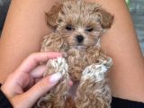 Ailelerin neşe kaynağı maltipoo yavrular