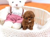 Sağlık ve ırk garantili teacup maltipoo yavrularımız