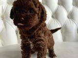 Üst Düzel Toy Poodle Yavrular