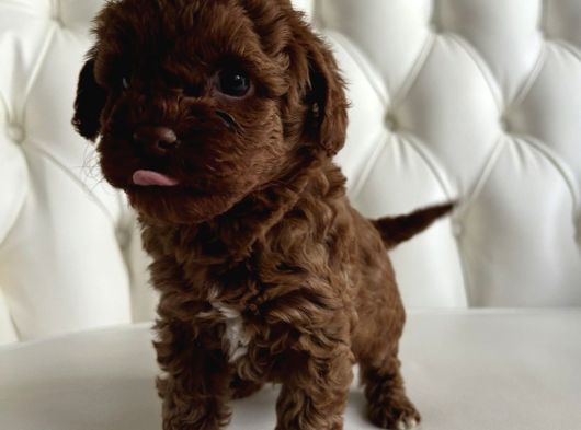 Üst Düzel Toy Poodle Yavrular görsel
