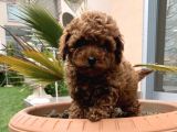 Üst Düzel Toy Poodle Yavrular