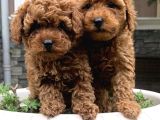 Üst Düzel Toy Poodle Yavrular