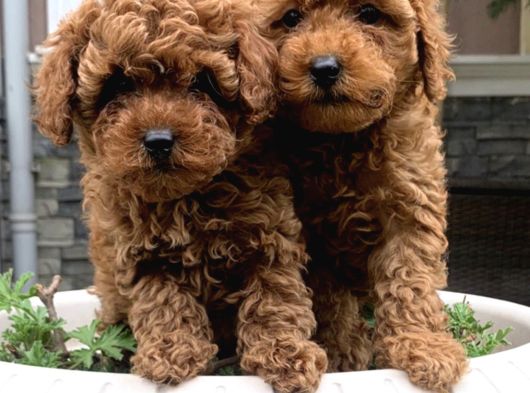 Üst Düzel Toy Poodle Yavrular görsel