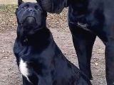 İRİ VE GÜÇLÜ XXL CANE CORSO