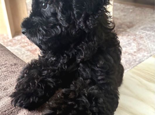 4 Aylık Dişi Toypoodle Minyatür Nadir Renkte görsel