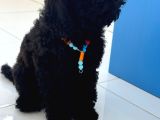 4 Aylık Dişi Toypoodle Minyatür Nadir Renkte