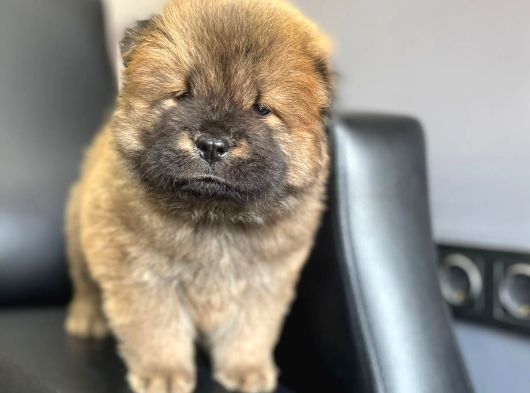 Chow Chow Yavrularımız Mama Malzeme Kampanyalı görsel