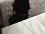 4 Aylık Dişi Toypoodle Minyatür Nadir Renkte